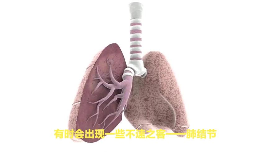 澳门三肖三码精准100%最新功能,大学生返校发现被喜鹊“偷家”了,广泛的解释落实支持计划_网红版V8.29